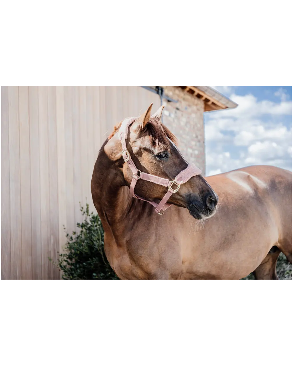 Licol teddy fleece Vieux Rose - Kentucky  Kentucky Accueil