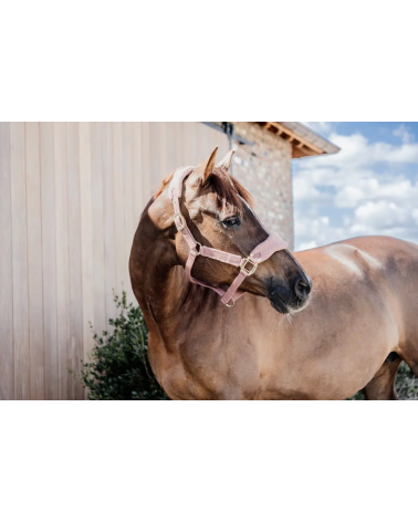 Licol teddy fleece Vieux Rose - Kentucky  Kentucky Accueil