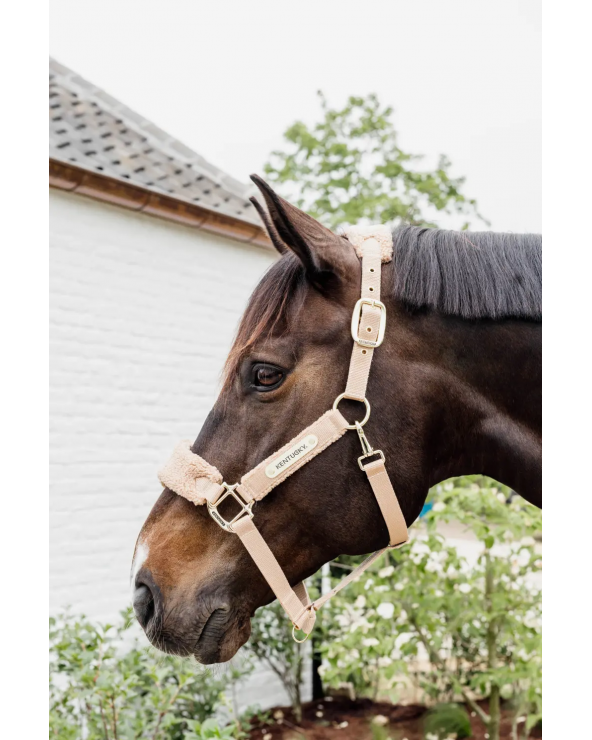 Licol teddy fleece Vieux Rose - Kentucky  Kentucky Accueil