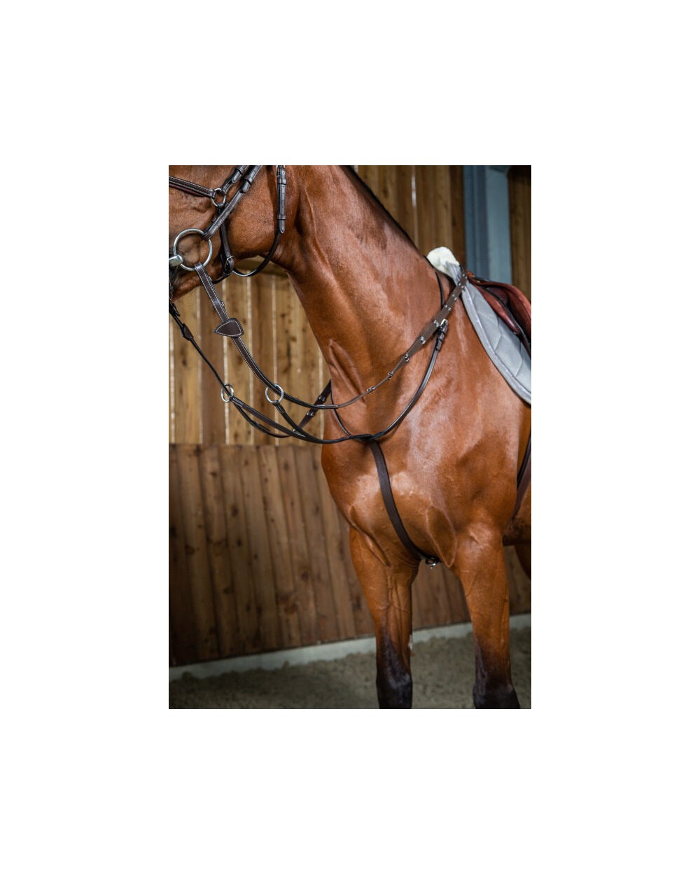 Martingale A Anneaux Dy'on  Dy'on Accueil