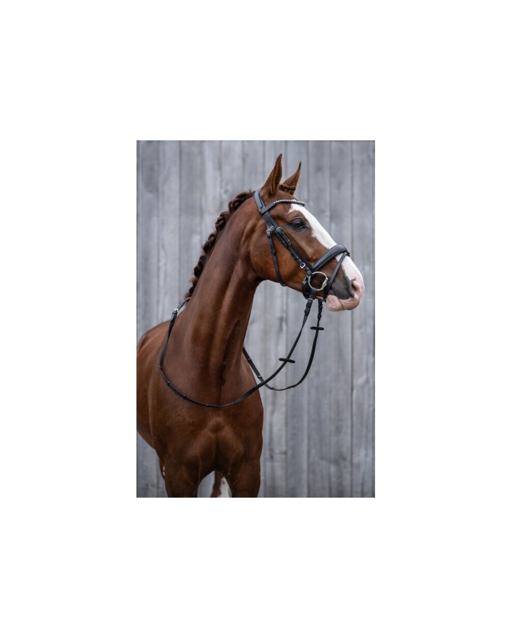 Bridon -Bella-  Hkm Accueil