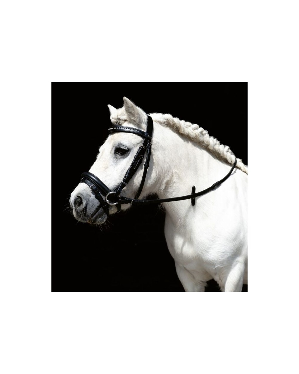 Bridon -Mini Shetty-  Hkm Accueil