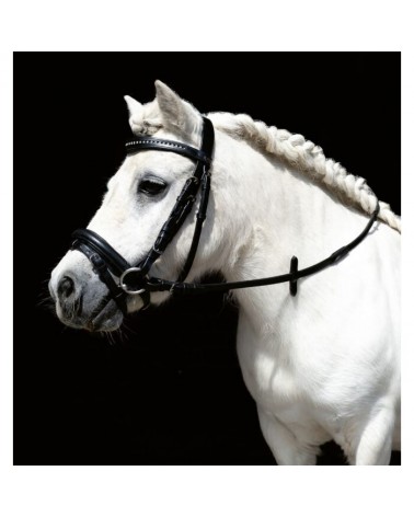 Bridon -Mini Shetty-  Hkm Accueil