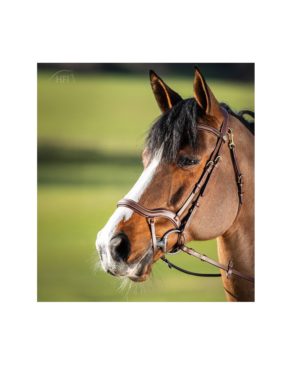 Bridon Techno Marron  HFI Accueil