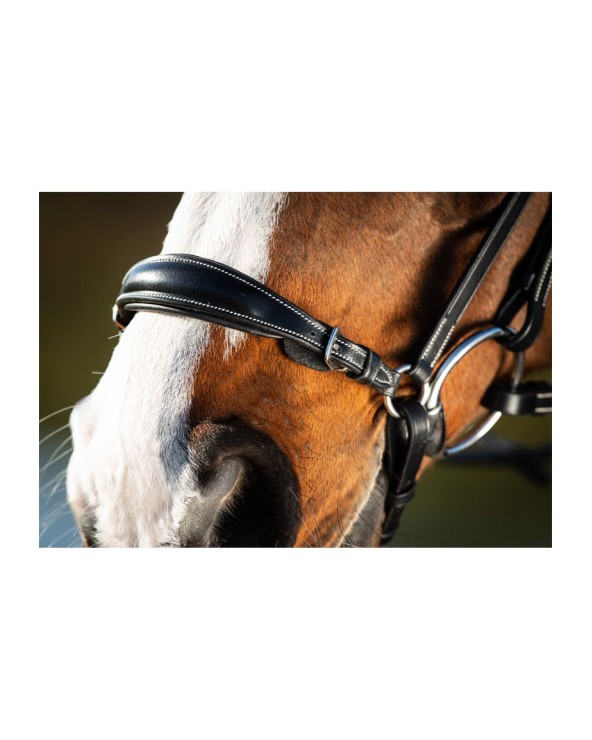 Bridon German Noir  HFI Accueil