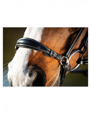 Bridon German Noir  HFI Accueil