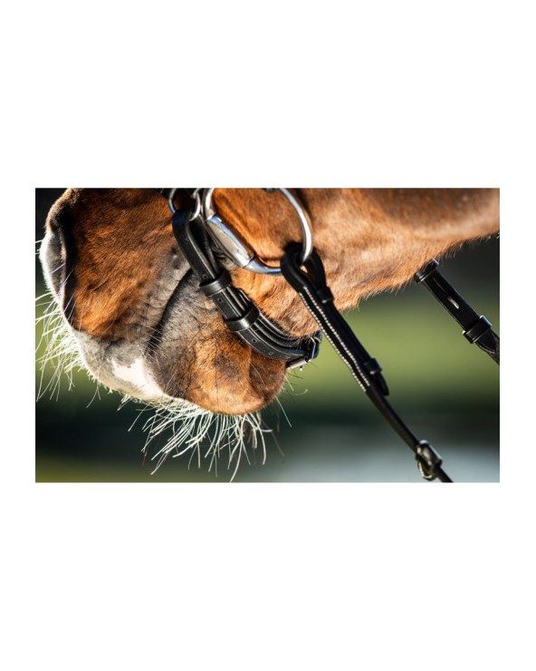 Bridon German Noir  HFI Accueil