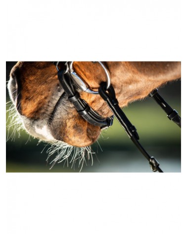 Bridon German Noir  HFI Accueil