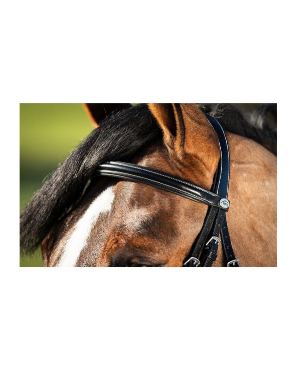Bridon German Noir  HFI Accueil