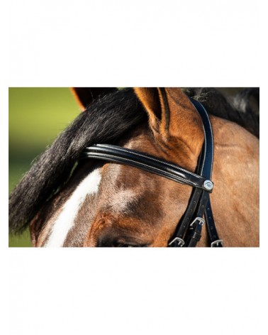 Bridon German Noir  HFI Accueil