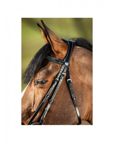 Bridon German Noir  HFI Accueil