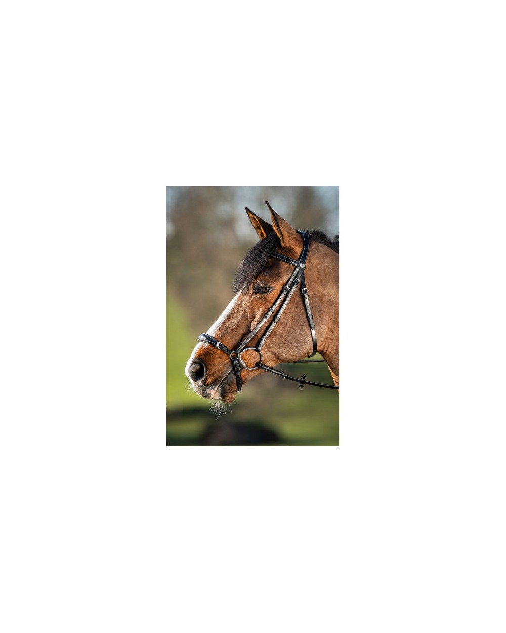 Bridon German Noir  HFI Accueil