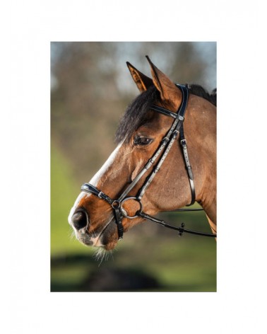 Bridon German Noir  HFI Accueil