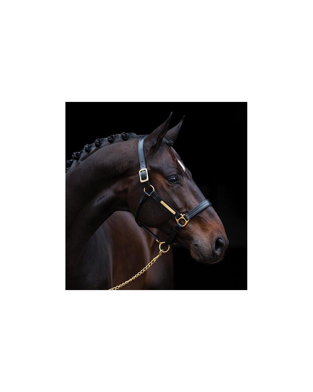 Licol Amigo Horseware Noir  Horseware Accueil