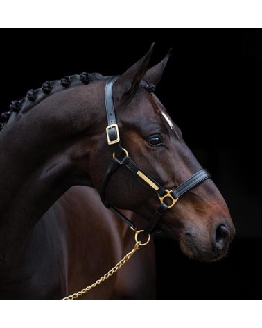 Licol Amigo Horseware Noir  Horseware Accueil